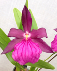 Miltonia spectabilis var. moreliana (mounted)